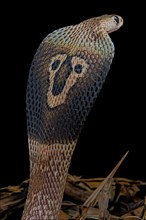 Indian cobra (Naja naja)