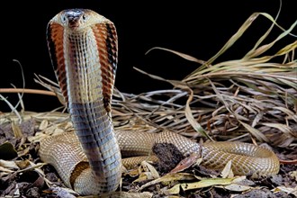 Monocled cobra (Naja kaouthia)