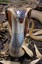 Monocled cobra (Naja kaouthia)
