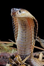 Monocled cobra (Naja kaouthia)