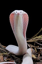 Leucistic Monocled cobra (Naja kaouthia)