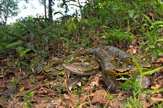 Reticulated python (Malayopython reticulatus) .Belitung Indonesia