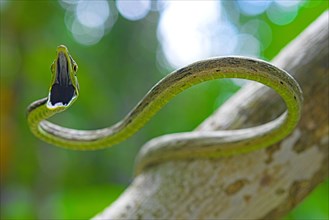 Brown vine snake (Oxybelis aenus)