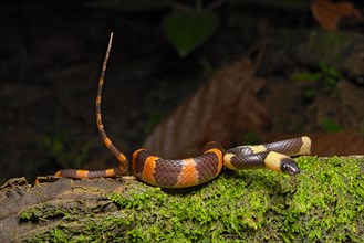Forest flame snake (Oxyrhopus petolarius)