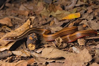 Adorned graceful brown snake (Rhadinaea decorata)