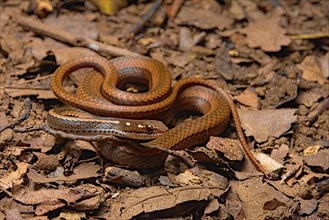 Adorned graceful brown snake (Rhadinaea decorata)