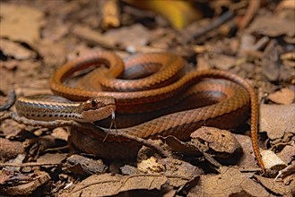 Adorned graceful brown snake (Rhadinaea decorata)