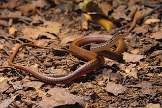Adorned graceful brown snake (Rhadinaea decorata)