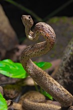 Mock viper (Psammodynastes pulverulentus)