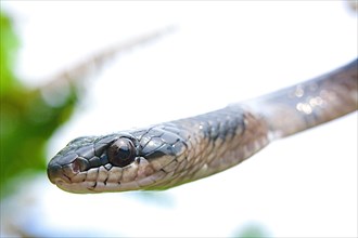 Sulawesi Endemic Rat Snake (Ptyas dipsas)
