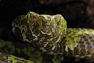 Mangshan Pit Viper (Protobothrops mangshanensis)