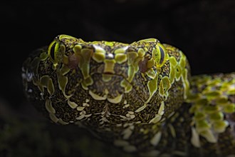 Mangshan Pit Viper (Protobothrops mangshanensis)