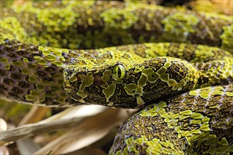 Mangshan Pit Viper (Protobothrops mangshanensis)