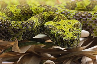 Mangshan Pit Viper (Protobothrops mangshanensis)