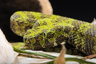 Mangshan Pit Viper (Protobothrops mangshanensis)