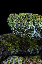 Mangshan's Pitviper (Protobothrops mangshanensis)