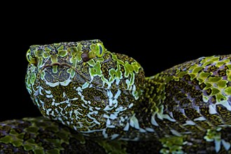 Mangshan's Pitviper (Protobothrops mangshanensis)