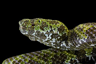 Mangshan's Pitviper (Protobothrops mangshanensis)