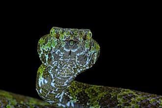 Mangshan's Pitviper (Protobothrops mangshanensis)