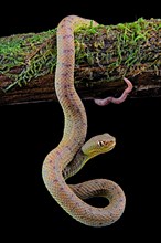 Philippines Pit Viper (Trimeresurus flavomaculatus)