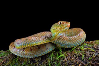 Philippines Pit Viper (Trimeresurus flavomaculatus)