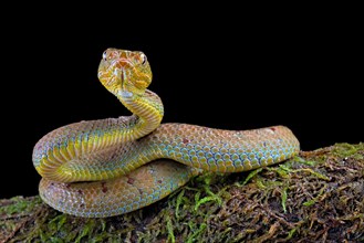 Philippines Pit Viper (Trimeresurus flavomaculatus)