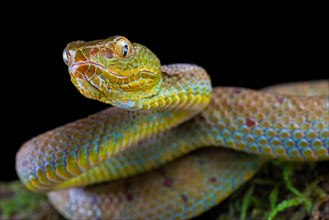 Philippines Pit Viper (Trimeresurus flavomaculatus)