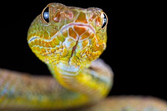 Philippines Pit Viper (Trimeresurus flavomaculatus)