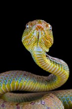 Philippines Pit Viper (Trimeresurus flavomaculatus)