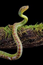 Philippines Pit Viper (Trimeresurus flavomaculatus)