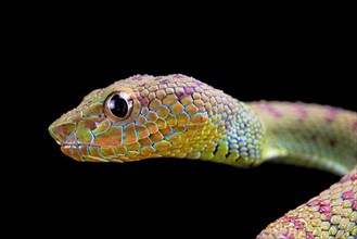 Philippines Pit Viper (Trimeresurus flavomaculatus)