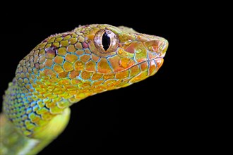 Philippines Pit Viper (Trimeresurus flavomaculatus)