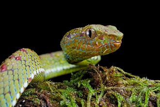 Philippines Pit Viper (Trimeresurus flavomaculatus)