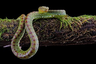 Philippines Pit Viper (Trimeresurus flavomaculatus)