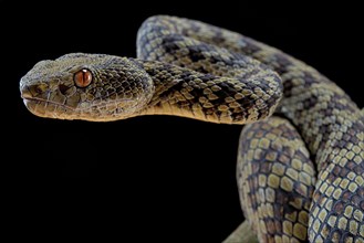 Hon Son Pit Viper (Trimeresurus honsonensis)