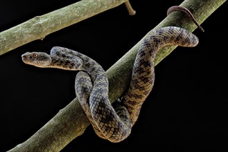 Hon Son Pit Viper (Trimeresurus honsonensis)