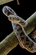 Hon Son Pit Viper (Trimeresurus honsonensis)