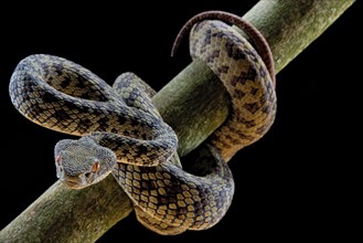 Hon Son Pit Viper (Trimeresurus honsonensis)