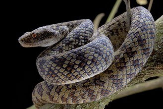 Hon Son Pit Viper (Trimeresurus honsonensis)