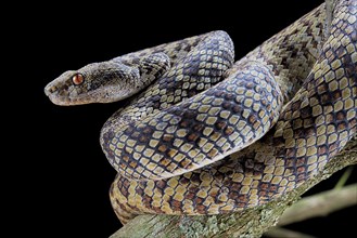 Hon Son Pit Viper (Trimeresurus honsonensis)