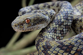 Hon Son Pit Viper (Trimeresurus honsonensis)