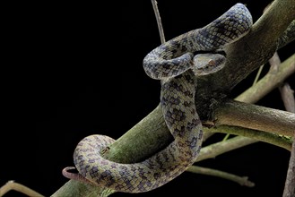 Hon Son Pit Viper (Trimeresurus honsonensis)