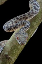 Hon Son Pit Viper (Trimeresurus honsonensis)