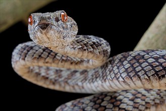 Hon Son Pit Viper (Trimeresurus honsonensis)
