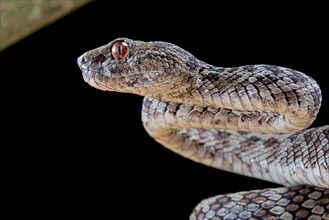 Hon Son Pit Viper (Trimeresurus honsonensis)