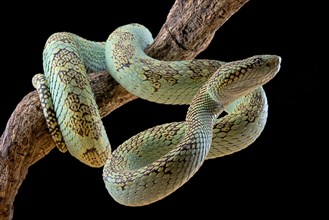 Malabar Pit Viper (Trimeresurus malabaricus)