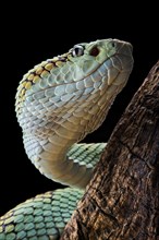 Malabar Pit Viper (Trimeresurus malabaricus)