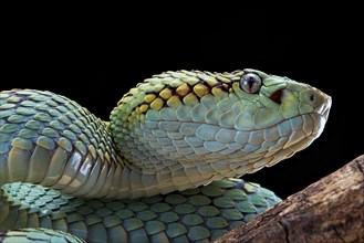 Malabar Pit Viper (Trimeresurus malabaricus)