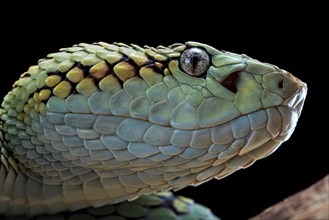 Malabar Pit Viper (Trimeresurus malabaricus)