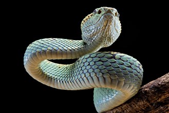 Malabar Pit Viper (Trimeresurus malabaricus)